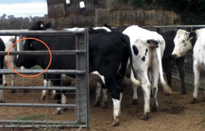 Image of heifer with bottle jaw