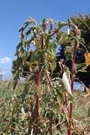 Image of plant Amaranthus