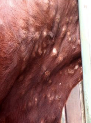 Image of scabbing