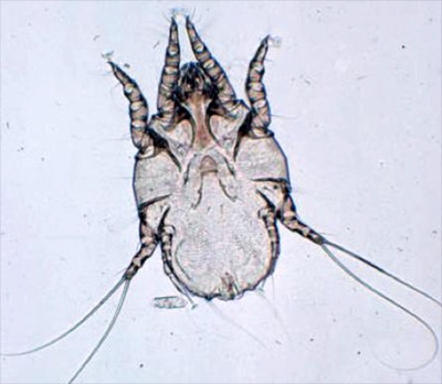 Image of magnified image of C bovis