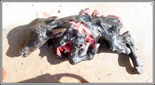 Image of deformed bovine foetus