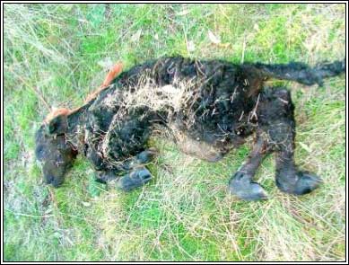 Image of deformed bovine stilborn calf