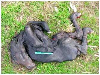 Image of deformed bovine foetus