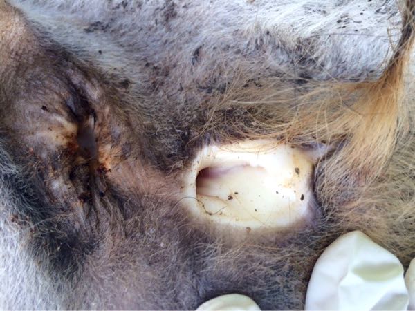 Image of pale bovine vulva