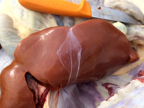 Image of bovine liver on post-mortem