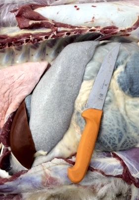 Image of bovine spleen on post-mortem