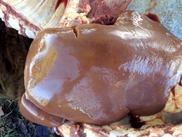 Image of bovine liver on post-mortem