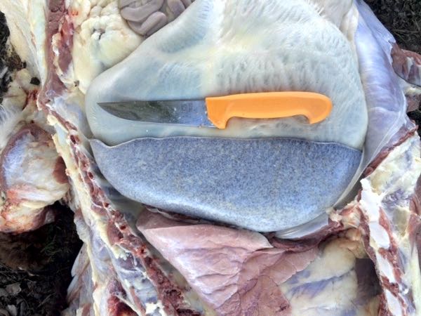 Image of bovine spleen on post-mortem
