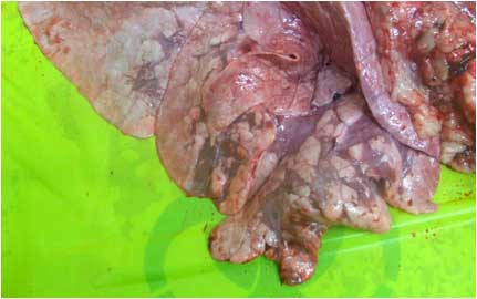 Image of abnormal bovine lung