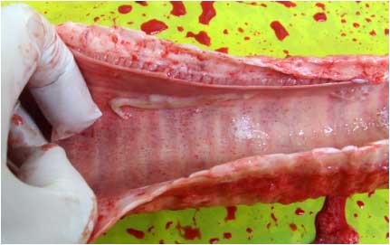 Image of opened bovine trachea on post-mortem