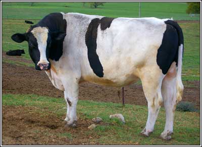 The bull responsible