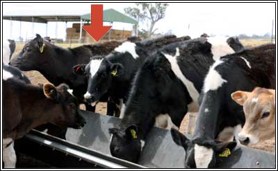 Calf comparison