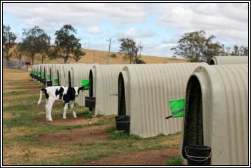 Calf units