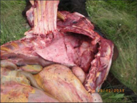 Image of post-mortem view of bovine thorax