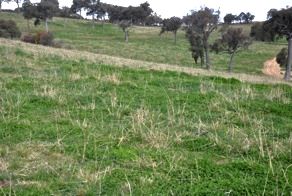 Image of paddock