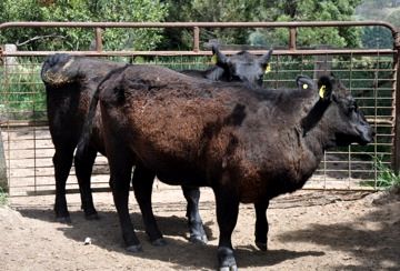 Image of bovine showing lower neck swelling