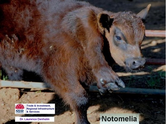 Image of black calf with extra leg on RHS of neck