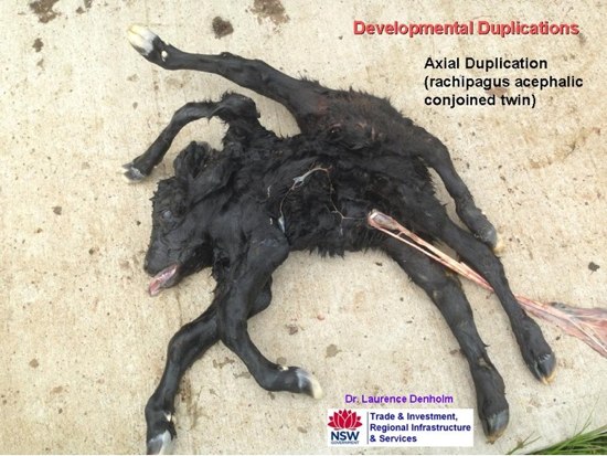 Image of cojoined full-term dead twin calves