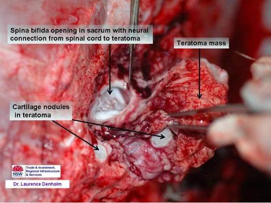 Image of calf spinal column post-mortem