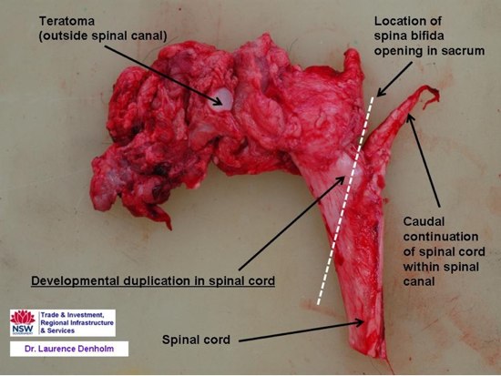 Image of calf spinal column post-mortem