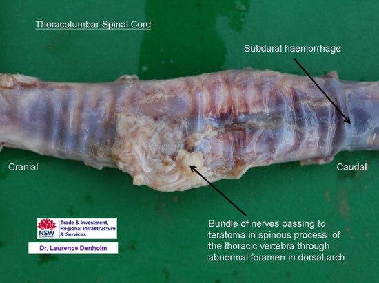 Image of post-mortem view of spinal cord