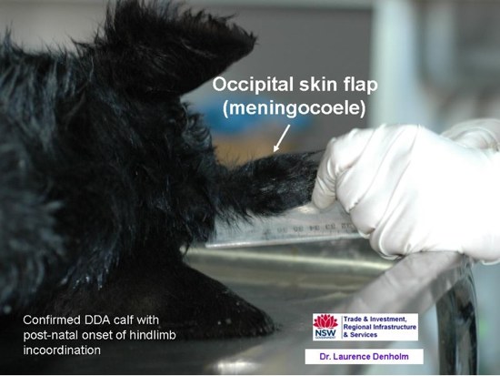 Image of skin flap on calf post-mortem