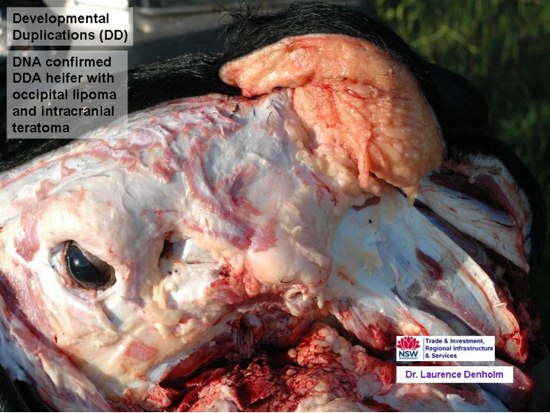 Image of bovine skull showing subcutaneous lesion