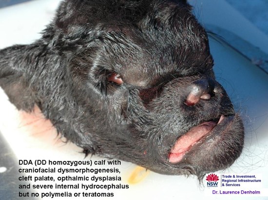 Image of black calf head post-mortem showing disfiguration