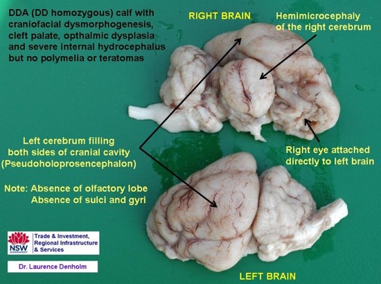 Image of calf brain post-mortem