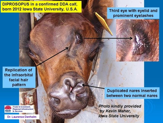 Image of calf head post-mortem showing nasal and ocular disfiguration