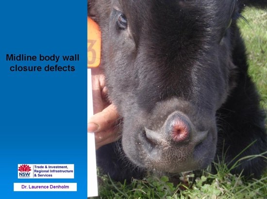 Image of black calf showing nasal disfiguration