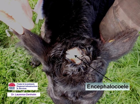 Image of black calf showing poll disfiguration