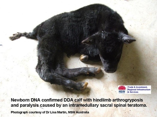 Image of black calf showing hindlimb abnormalities