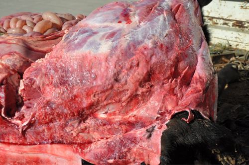 Image of bovine musculature post-mortem showing abnormality