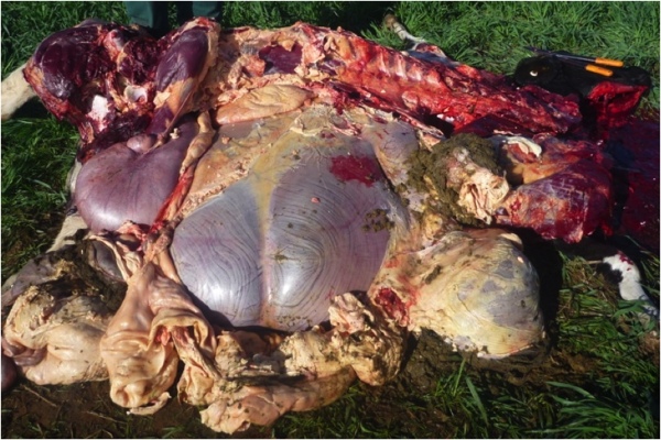 Image of bovine post-mortem abdominal cavity