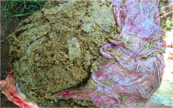 Image of bovine rumenal contents