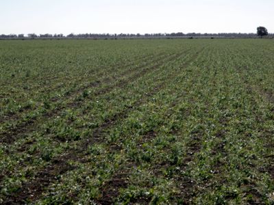 Image of paddock of fodder oats and field peas