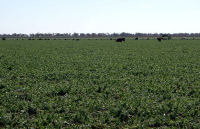 Image of field peas