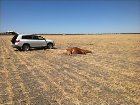 Image of dead cow in paddock next to vehicle