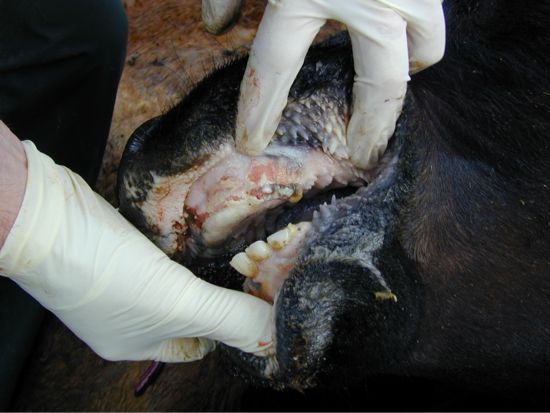 Image of bovine mouth with dental pad lesions