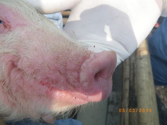 Image of happy pig with nasal lesions