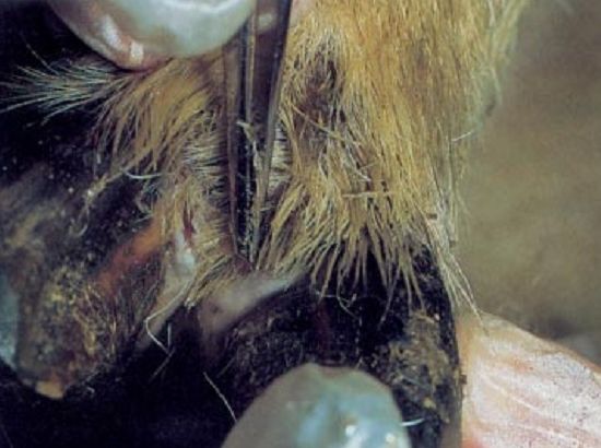 Image of ovine foot with interdigital lesion