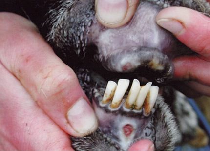 Image of ovine mouth with dental pad and gum lesions