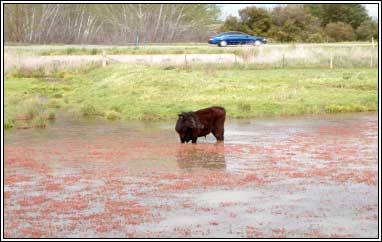 Image of steer standing in water