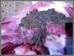 Image of bovine post-mortem showing reticulum contents