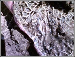 Image of bovine post-mortem showing reticulum lining