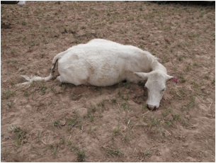 Image of dead heifer