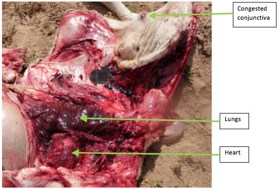 Image of bovine post-mortem showing opened thorax
