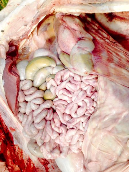 Image of bovine post-mortem showing abdominal viscera