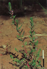 Image of loosestrife plant